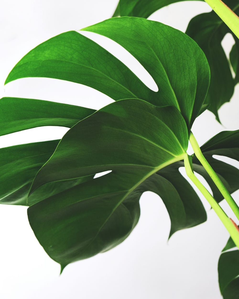 A close-up of a lush green leaf in soft natural light